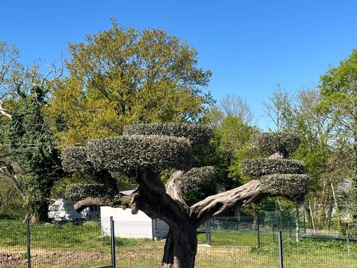 entretien de jardin Pornichet